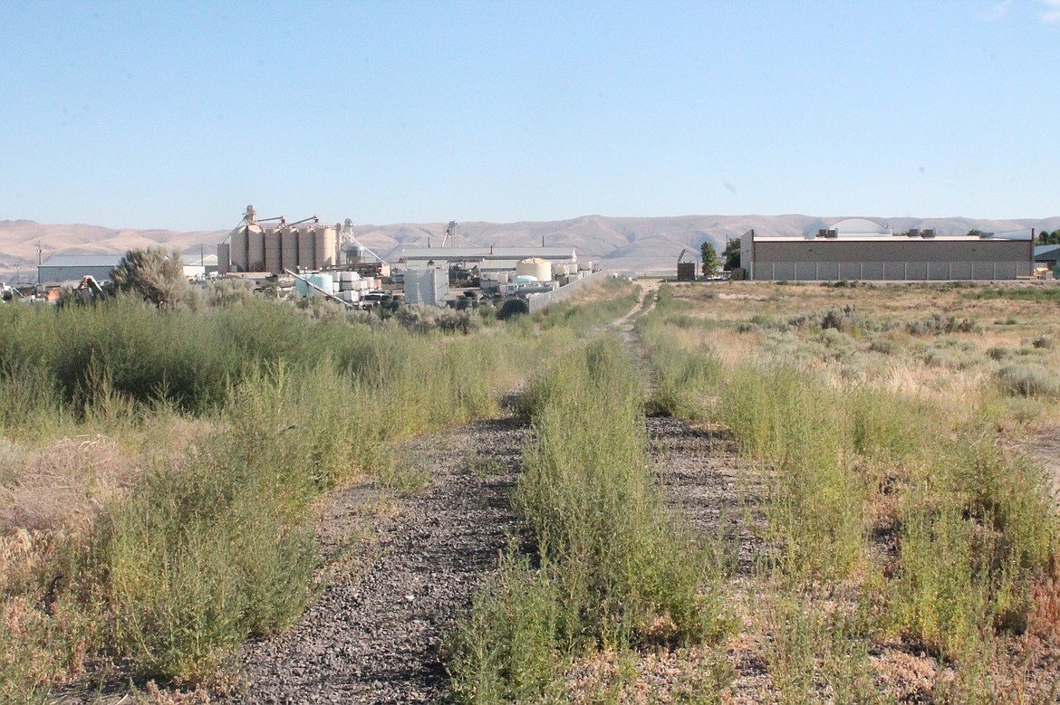 This dirt track between two sections of Beech Avenue Northeast could become a paved thoroughfare, pending a study authorized by the Royal City Council Tuesday.