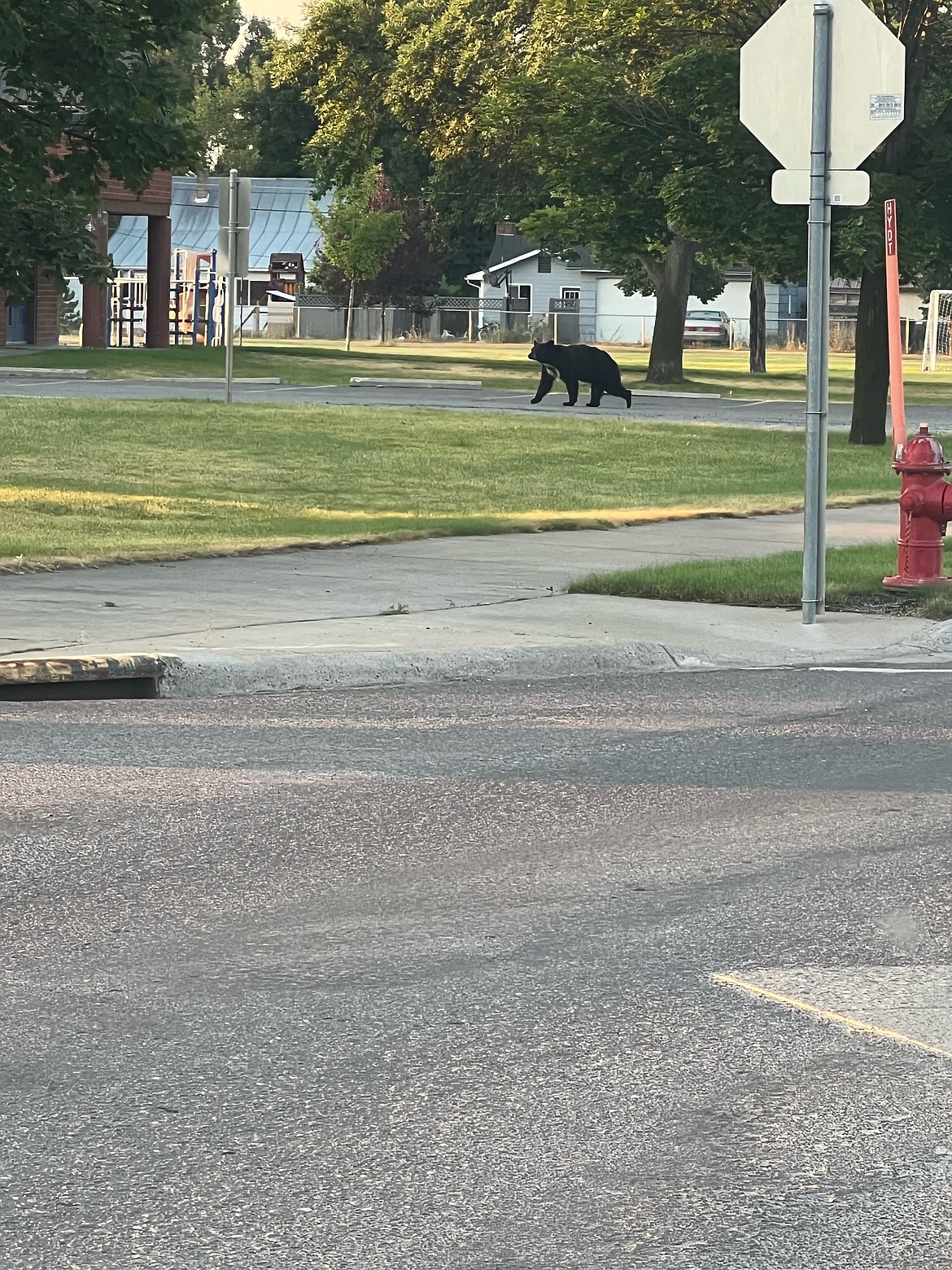 Carrie Jones spotted this black bear wandering near the Peterson Elementary School in Kalispell on her way to work a little after 7 a.m., Aug. 19, 2022. Officials believe the bear became lost after wandering up a creek or river corridor. (Photo courtesy of Carrie Jones)