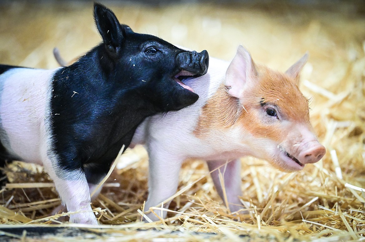 Two piglets owned by Teagan Flint of Wapiti Show Pigs play around in their pen at the Trade Center at the Northwest Montana Fair on Wednesday, Aug. 17. (Casey Kreider/Daily Inter Lake)