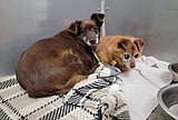 Pet(s) of the week: Rusty and Chico