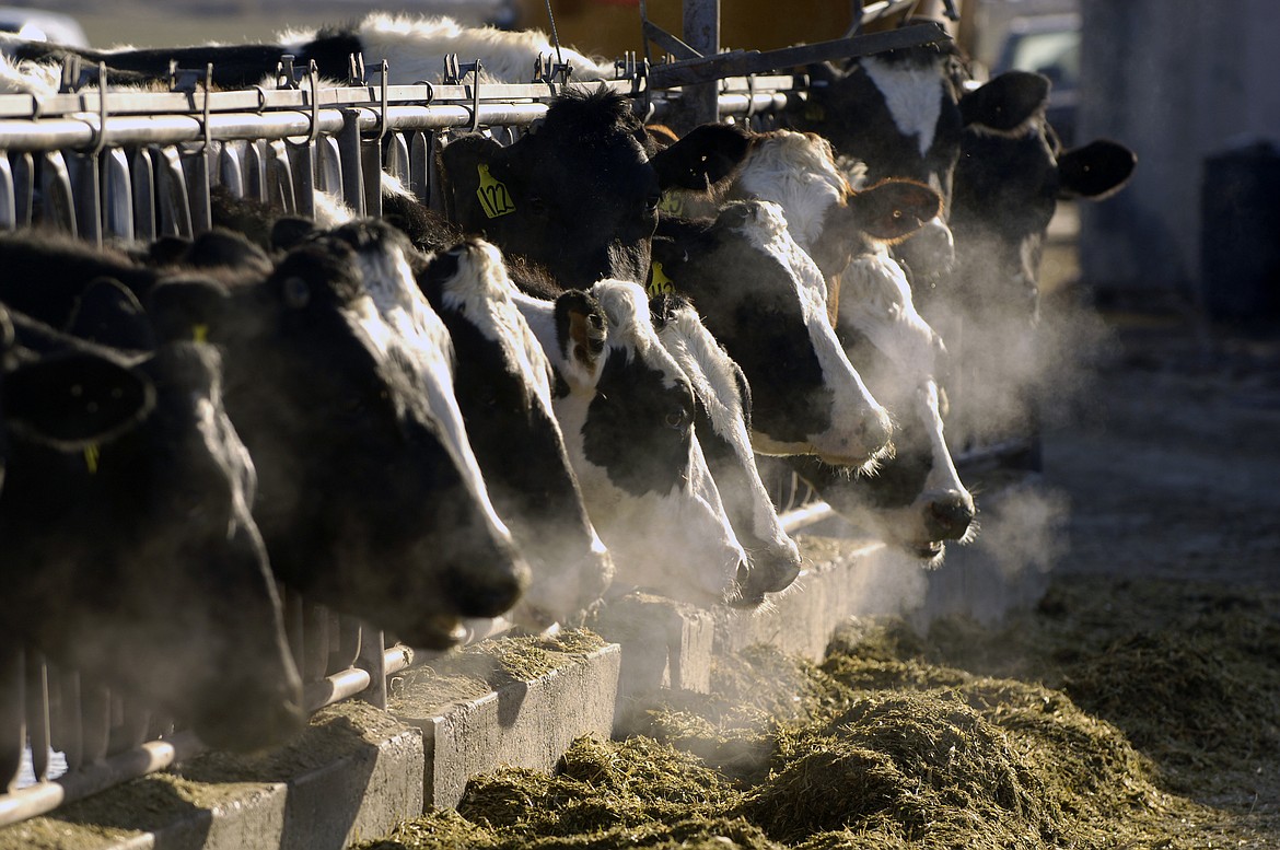 FILE- A line of Holstein dairy cows feed through a fence at a dairy farm outside Jerome, Idaho. The University of Idaho wants to build the nation's largest research dairy and experimental farm in south-central Idaho. In a presentation to Gov. Brad Little and other members of the Idaho Land Board on Tuesday, August 16, 2022, University President Scott Green and school officials said the proposed Center for Agriculture, Food and the Environment, or CAFE, will help support growth of the dairy and other industries. (AP Photo/Charlie Litchfield, File)