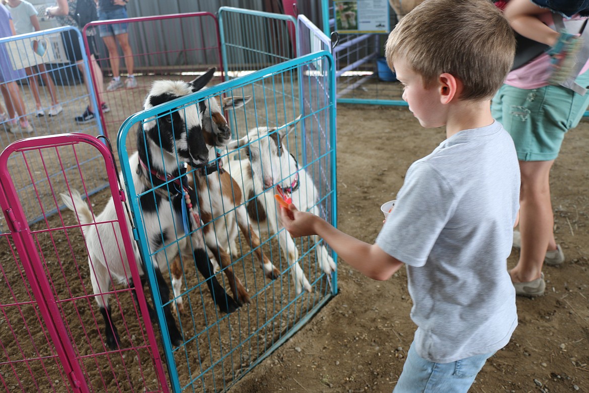 A trio of goats form a line on their pen as they try to convince a young fairgoer to give them a snack. The goats were among a variety of animals showcased at a petting zoo held at the Bonner County Fair on Friday.