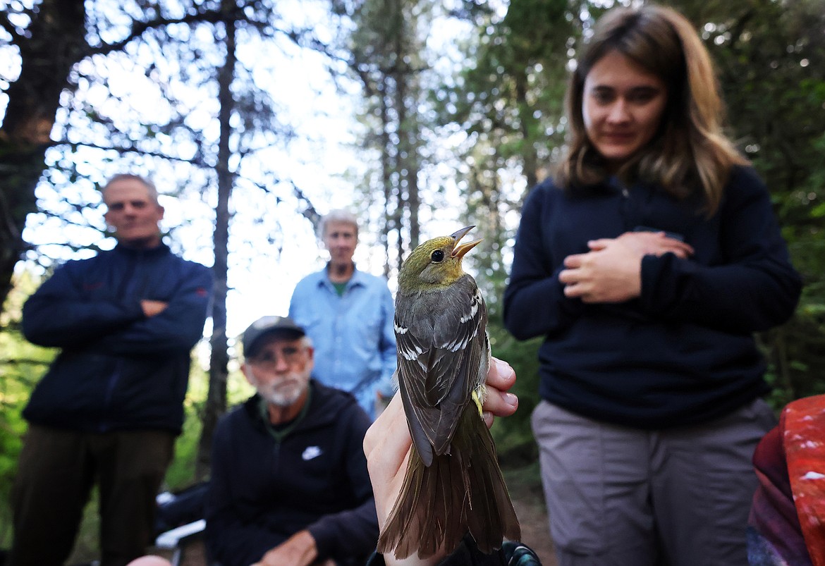 Glacier National Park conservation intern Tabitha Raymond (right) inspects a songbird captured as part of the Monitoring Avian Productivity and Survivorship program Aug. 11. (Jeremy Weber/Daily Inter Lake)