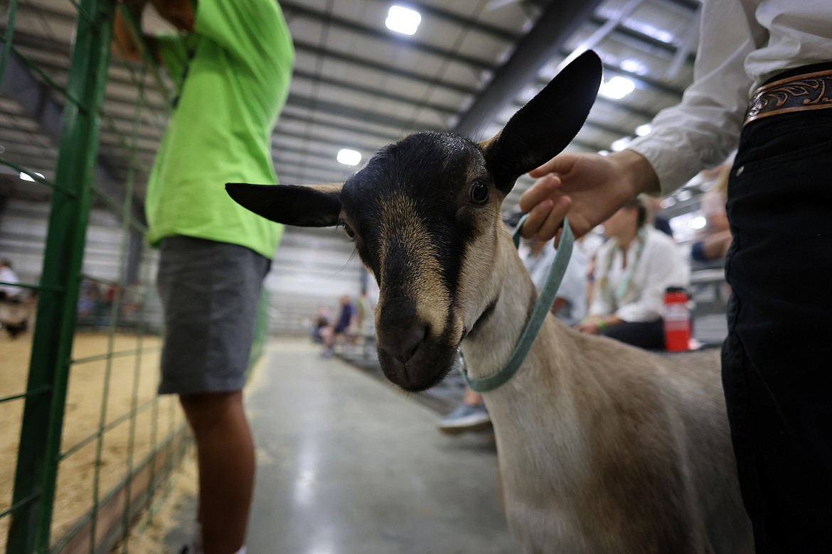 A competitor waits to take his goat into the show ring at the Northwest Montana Fair in Kalispell Aug. 18. (Jeremy Weber/Daily Inter Lake)