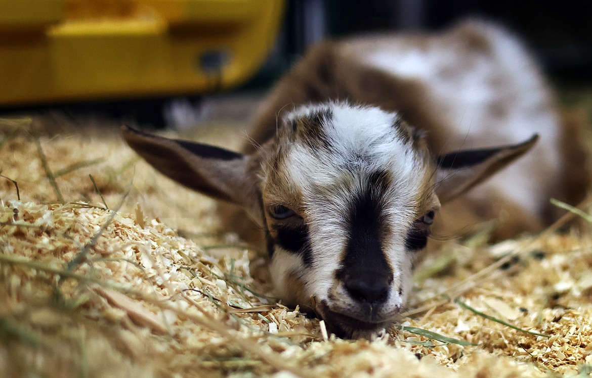 A Nigerian Dwarf goat takes a nap after being shown at the Northwest Montana Fair Aug. 18. (Jeremy Weber/Daily Inter Lake)