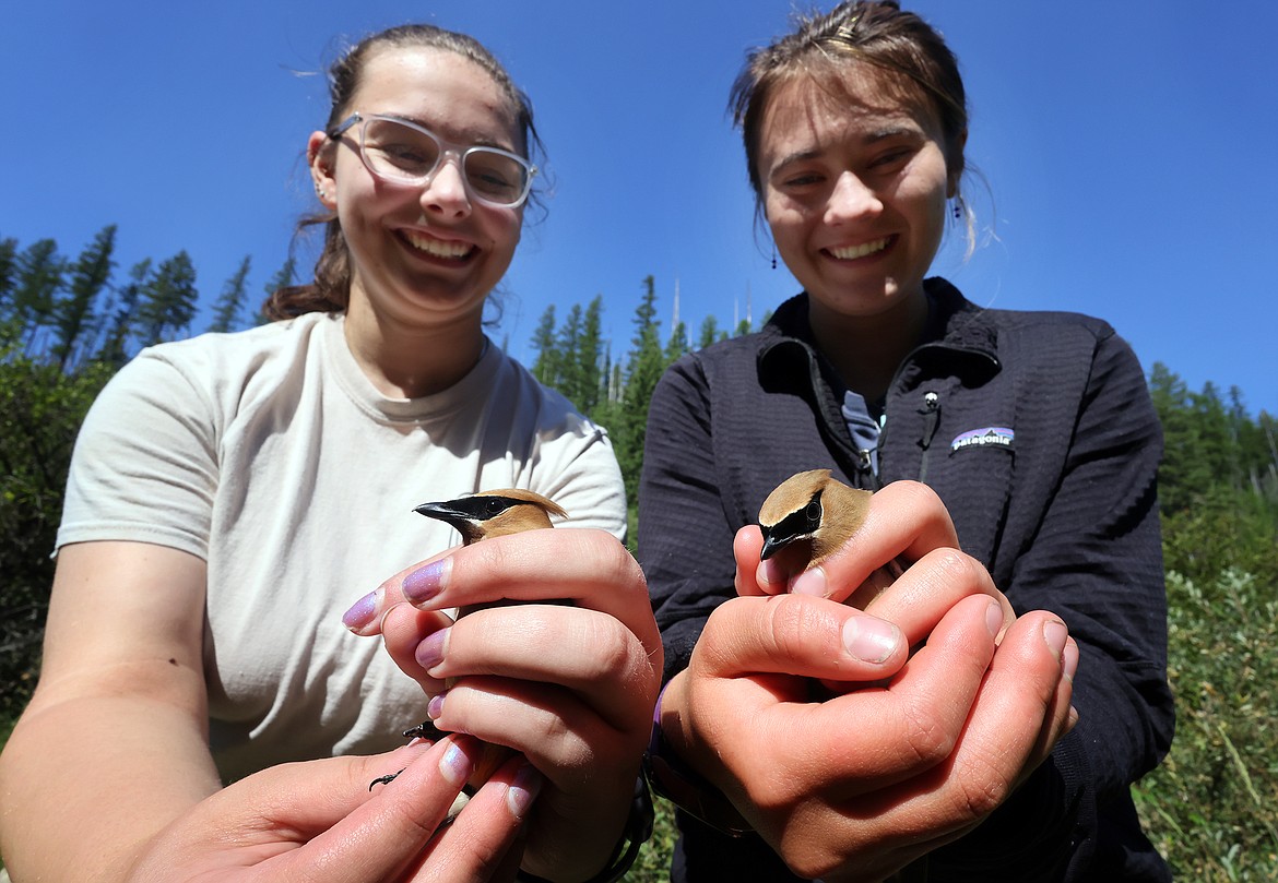 Bigfork High School students Nora Kehoe (left) and Tabitha Raymond hold a pair of cedar waxwings before releasing them as part of the Monitoring Avian Productivity and Survivorship program in Glacier National Park Aug. 11. Both students served as interns in the park this summer. (Jeremy Weber/Daily Inter Lake)