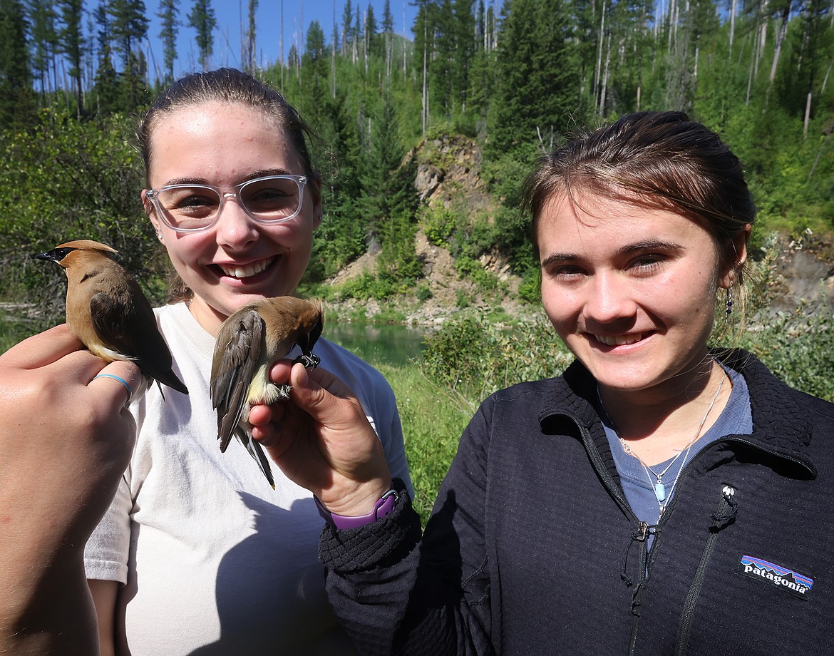 Bigfork High School students Nora Kehoe (left) and Tabitha Raymond hold a pair of cedar waxwings before releasing them as part of the Monitoring Avian Productivity and Survivorship program in Glacier National Park Aug. 11. Both students served as interns in the park this summer. (Jeremy Weber/Daily Inter Lake)