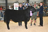 Market Livestock Sale hits another record