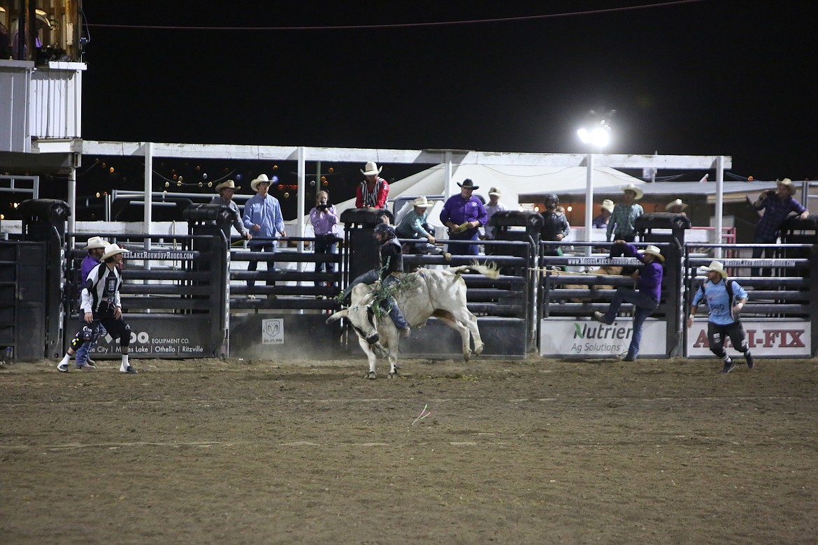 Bull riding garnered loud cheers from the crowd, watching on as riders exited the cages atop of bulls.