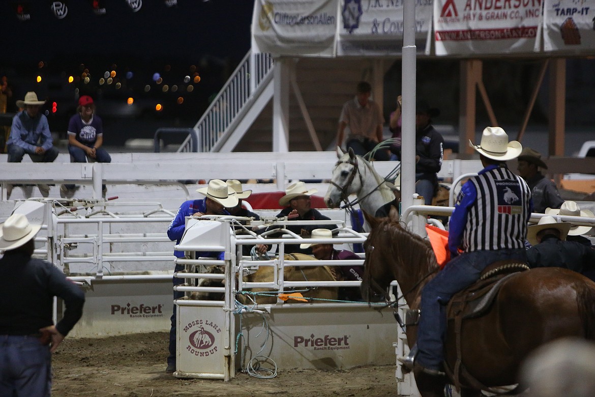 Prior to team roping competitions, steers are prepared in pens before being released into the arena.