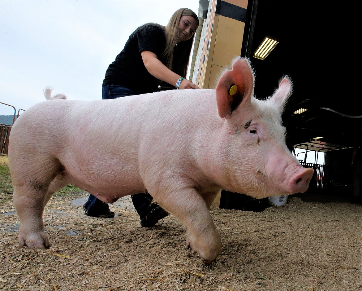 Maddie Andres leads her pig, Gerald, back to his pen at the North Idaho State Fair on Monday.