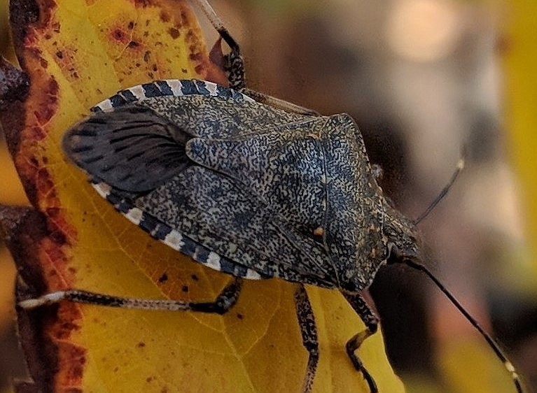 Officials with the state of Washington are asking the public to assist in identifying invasive species such as this brown marmorated stink bug - also known as Halyomorpha Halys. Invasive species can damage crops, negatively impact indigenous wildlife and cause direct harm to humans in some instances.