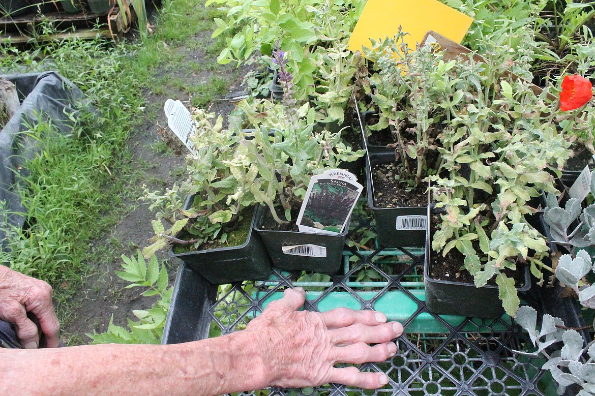 Blue salvia is a good perennial to plant in some of the lower parts of a contoured bed. It is also known as salvia azurea, the azure blue sage, azure sage, blue sage or prairie sage.