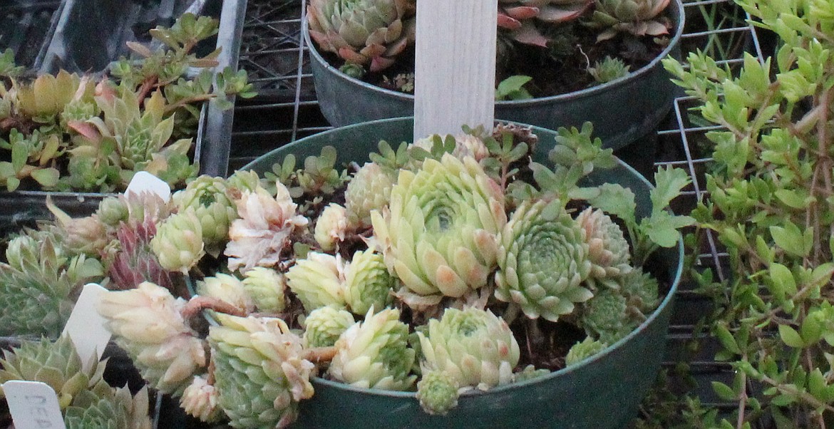 Hens and chicks, so named because they form up as a mother plant with underground runners to smaller “baby” plants, are a good option for a succulent bed.