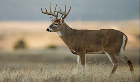 Photo courtesy Idaho Fish and Game
A white-tailed deer in Idaho.