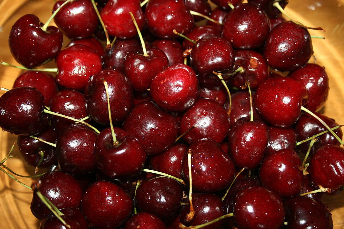 ‘What cherry harvest?’ Columbia Basin Herald