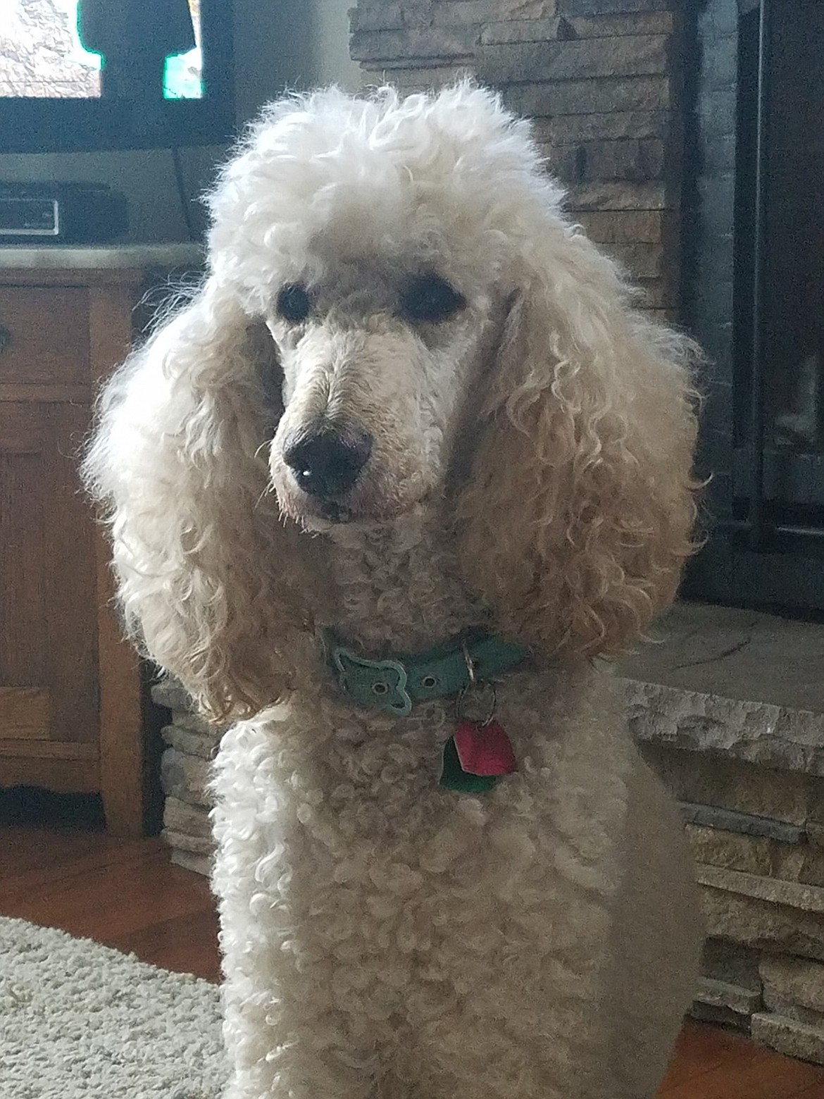 "Fogarty" is our 12 year old standard apricot poodle. Our "miracle" dog after 10 days being lost in the wilderness.