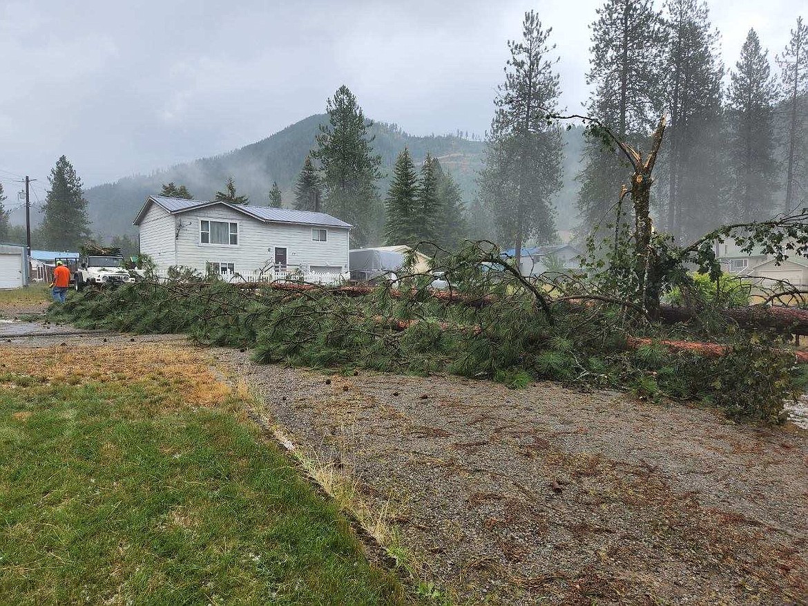 A fallen tree in Woodland Park near Burke was responsible for damaging a vehicle on Thursday.