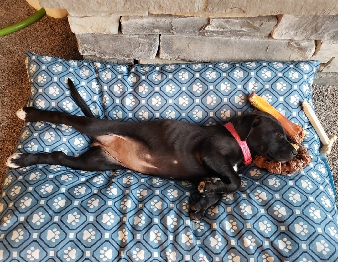 Paisley at 3 months old, cuddling with her toys