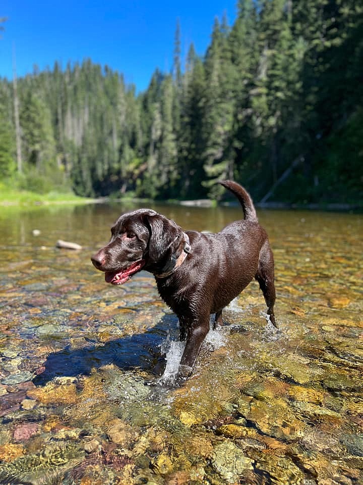 Penny is a 6 year old Chocolate lab, who has an uncontrollable addiction with water