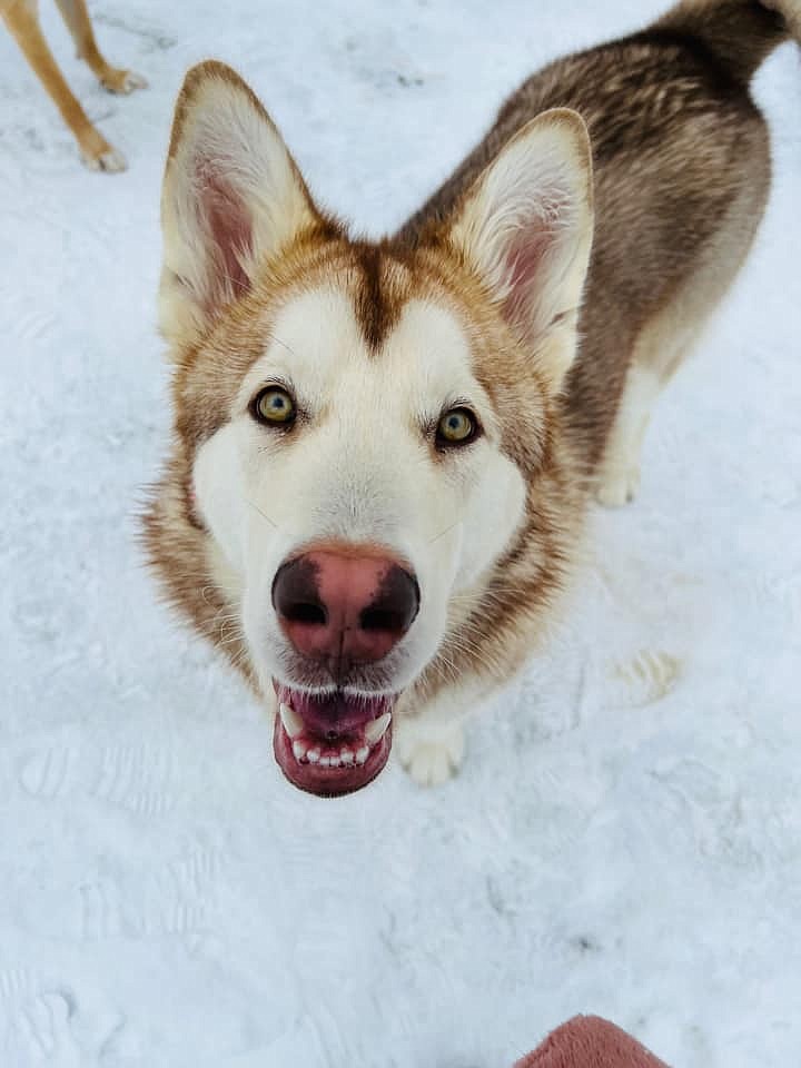 Turbo, the one year old Malamute