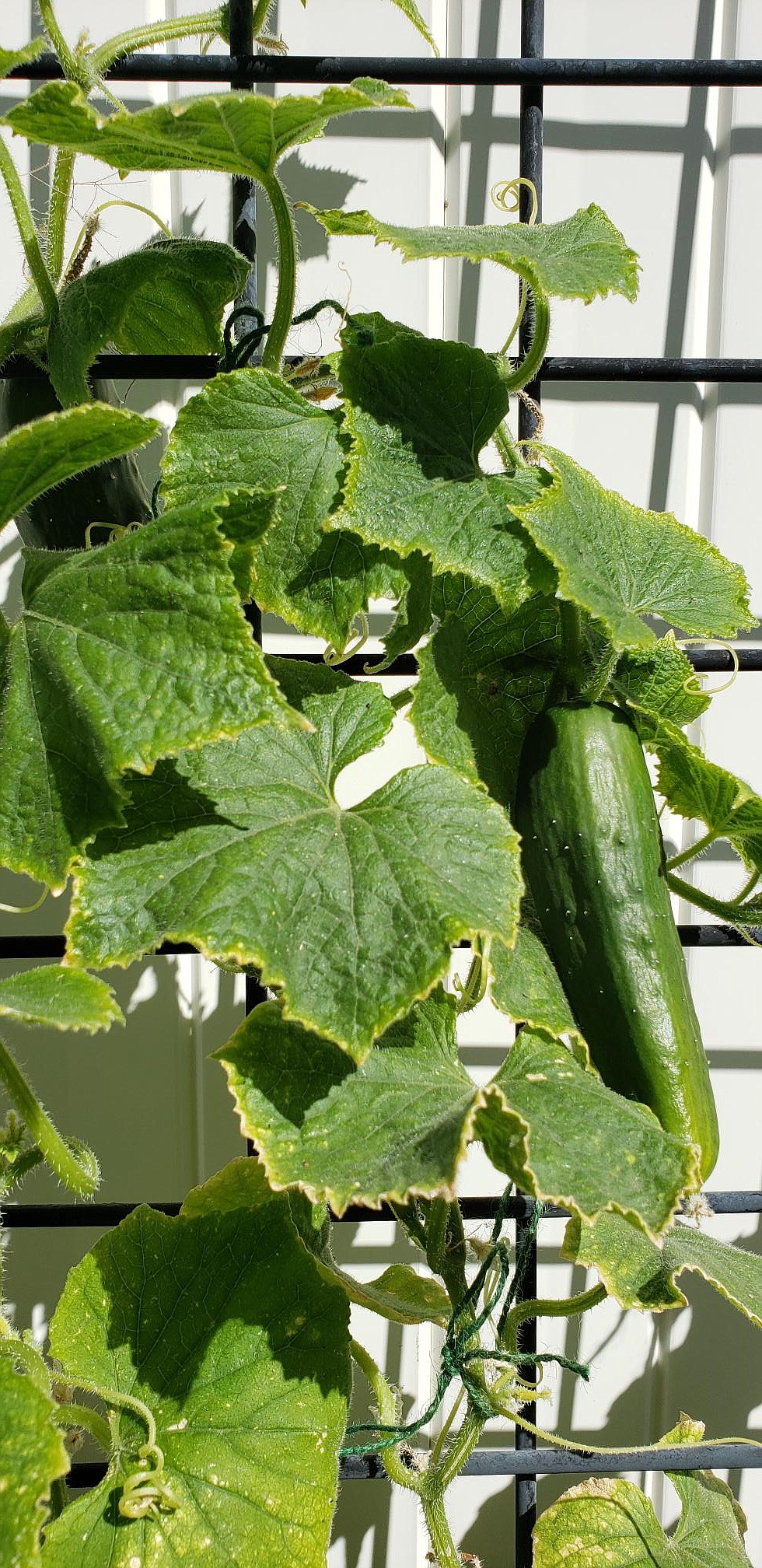 A trellis or garden stakes can keep unruly plants contained and keeps fruit off the ground. Cucumbers will grow straighter on a trellis.