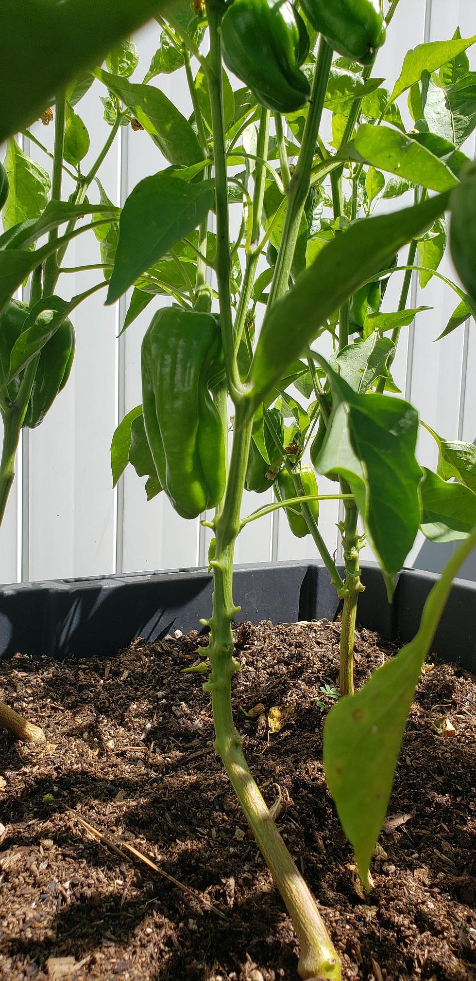 Prune lower leaves and stems from peppers, tomatoes, eggplant, and cucumbers to prevent soil-borne diseases and insect damage.