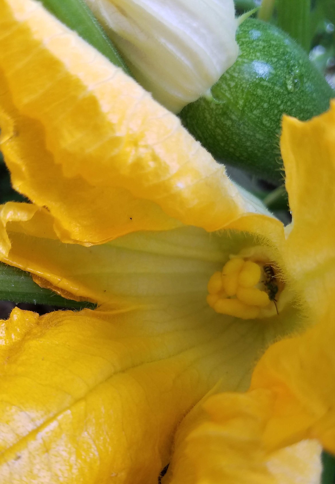 Insect inside female blossom: This female blossom is hosting a pollinator. Note the cluster of stigmas, this is where collected pollen should be placed.