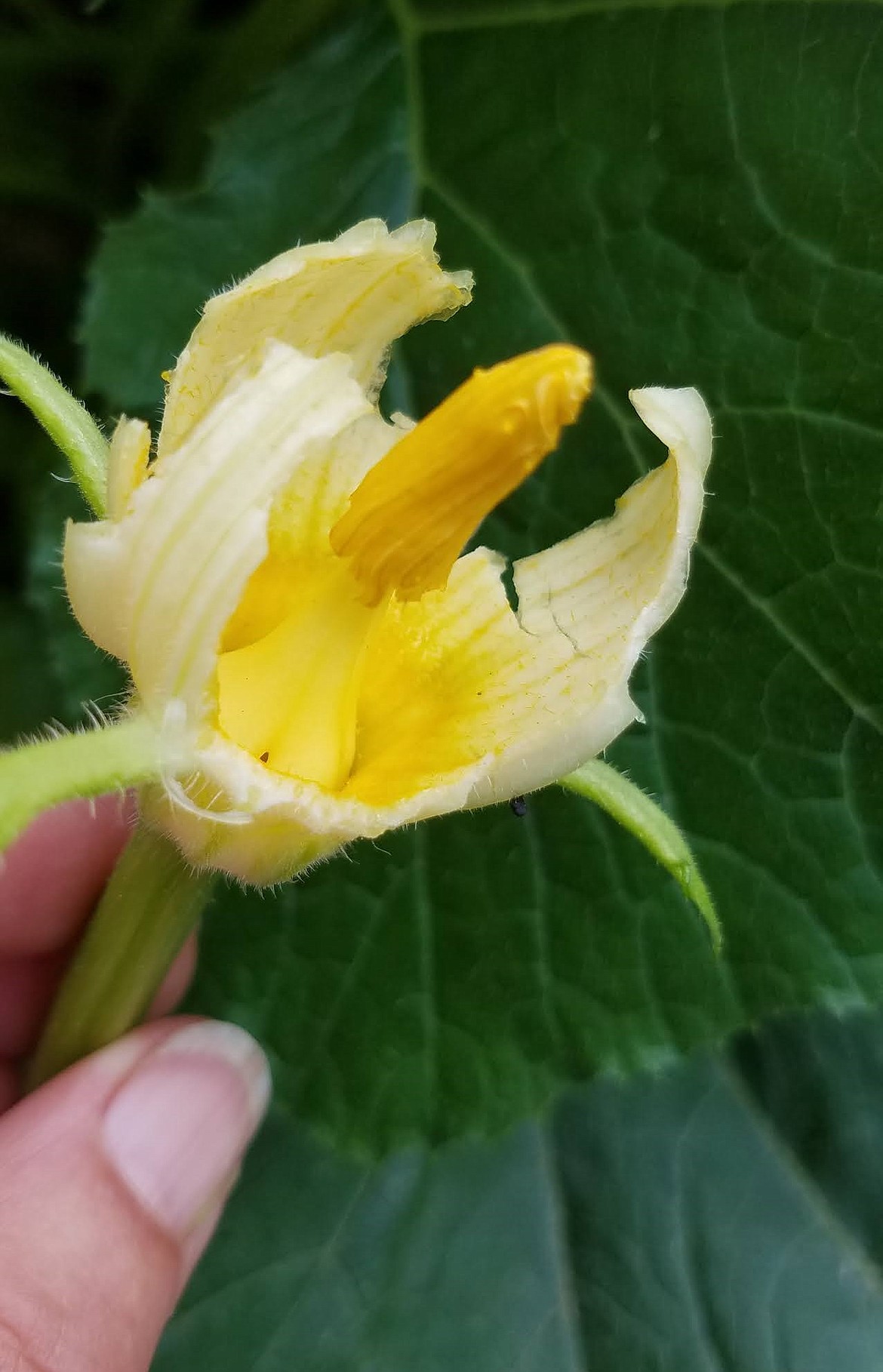 Male Blossom petals removed: Pollen can be collected from the anther of male squash flower with a brush or by removing the petals and gently touching it to the stigma of the female blossom.