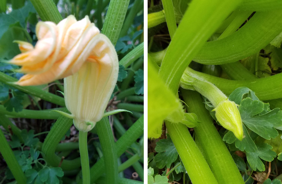 Male /Female Squash Blossoms: Male squash blossoms have a thin stem; female stems have a small, developing fruit behind the blossom.