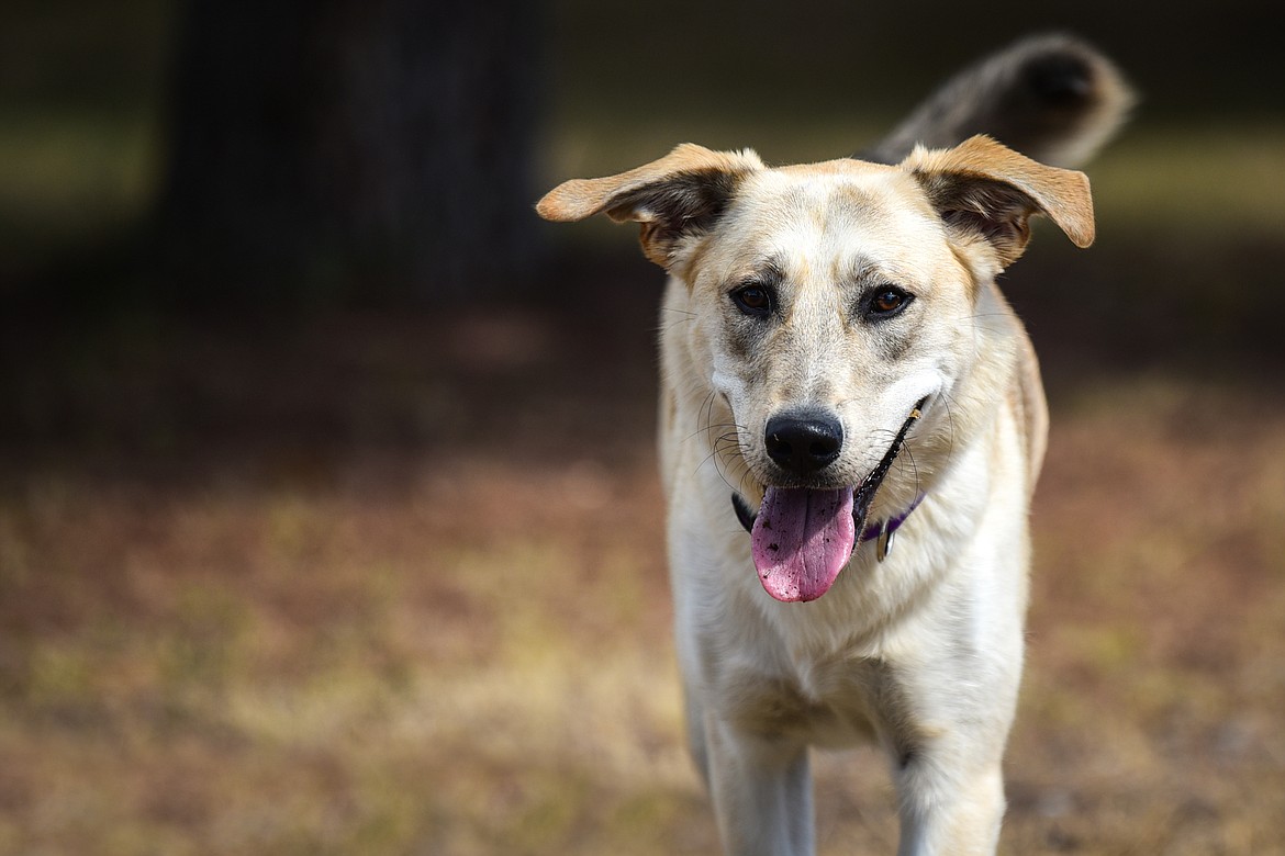 Montana, the Brewer/Works family's 1-year-old yellow Lab mix who alerted the family to an early-morning fire that destroyed their home and two automobiles. The family credits the dog with saving their lives. (Casey Kreider/Daily Inter Lake)