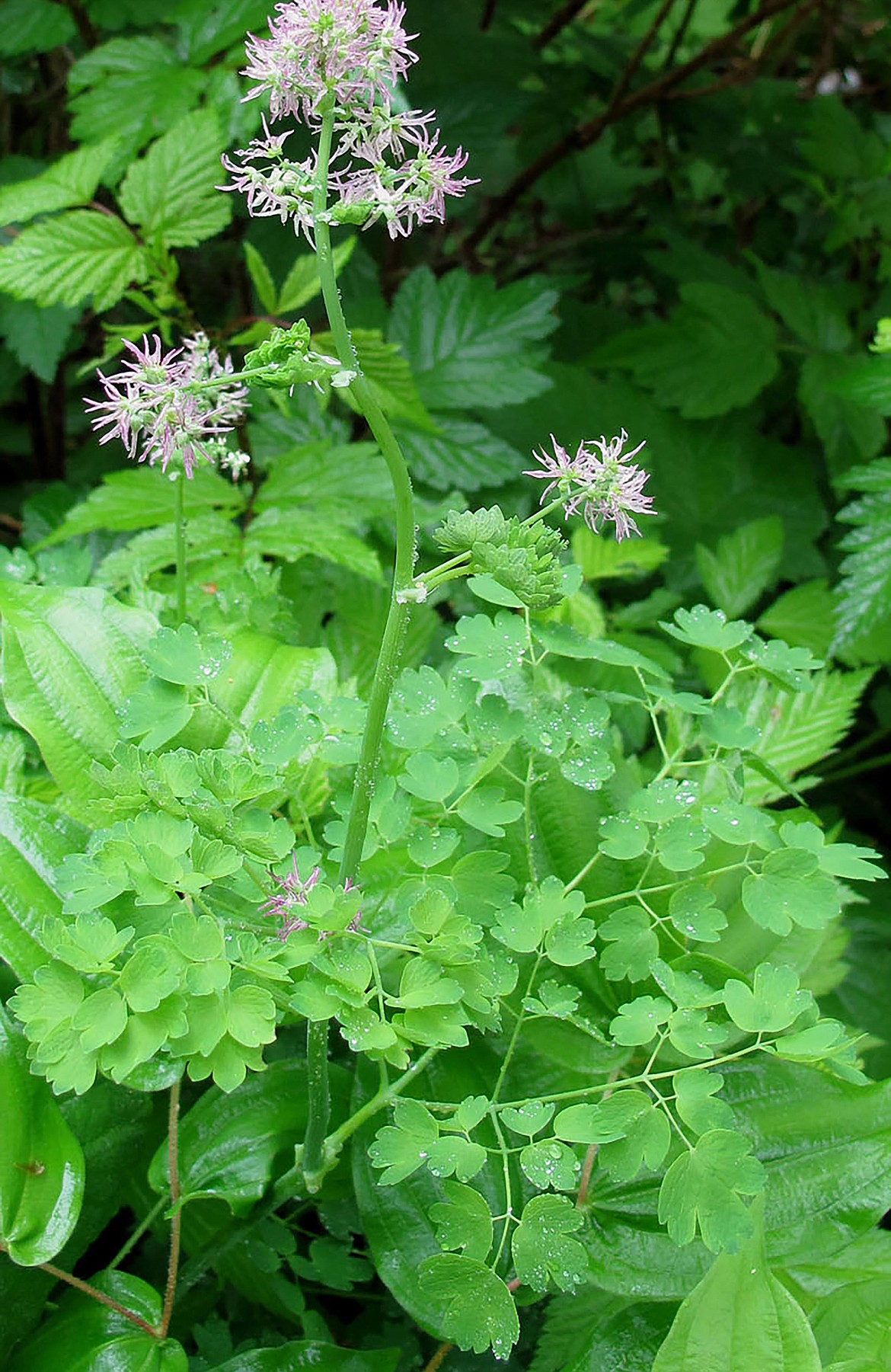 The female flowers of the meadowrue plant.