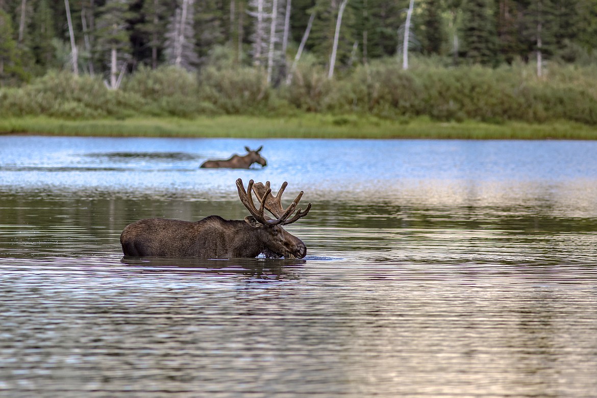 A bull and cow moose feed in Fishercap Lake en route to the lookout. (JP Edge photo)