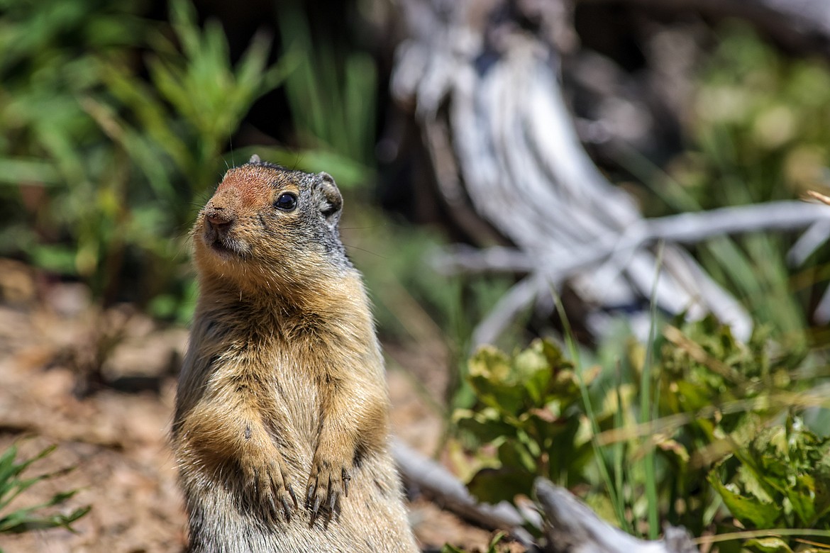 A Columbia ground squirrel poses for the shot. (JP Edge photo)