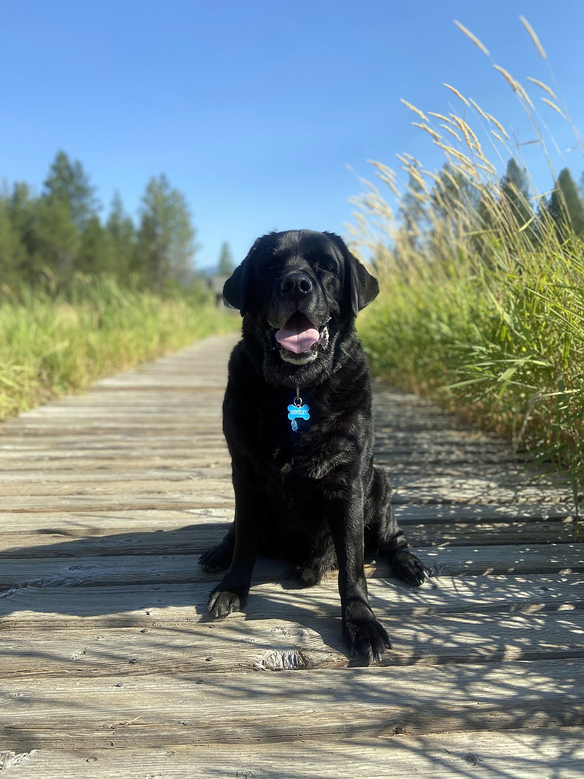 Lorelei Thomas shared this Best Shot of her dog Bentley. If you have a photo that you took that you would like to see run as a Best Shot or I Took The Bee send it in to the Bonner County Daily Bee, P.O. Box 159, Sandpoint, Idaho, 83864; or drop them off at 310 Church St., Sandpoint. You may also email your pictures in to the Bonner County Daily Bee along with your name, caption information, hometown and phone number to news@bonnercountydailybee.com.