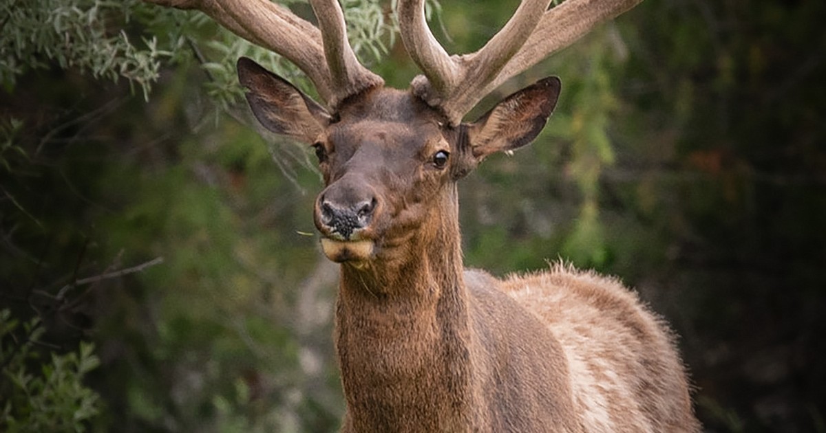 Study looks at elk population in Lower Clark Fork Valley Press