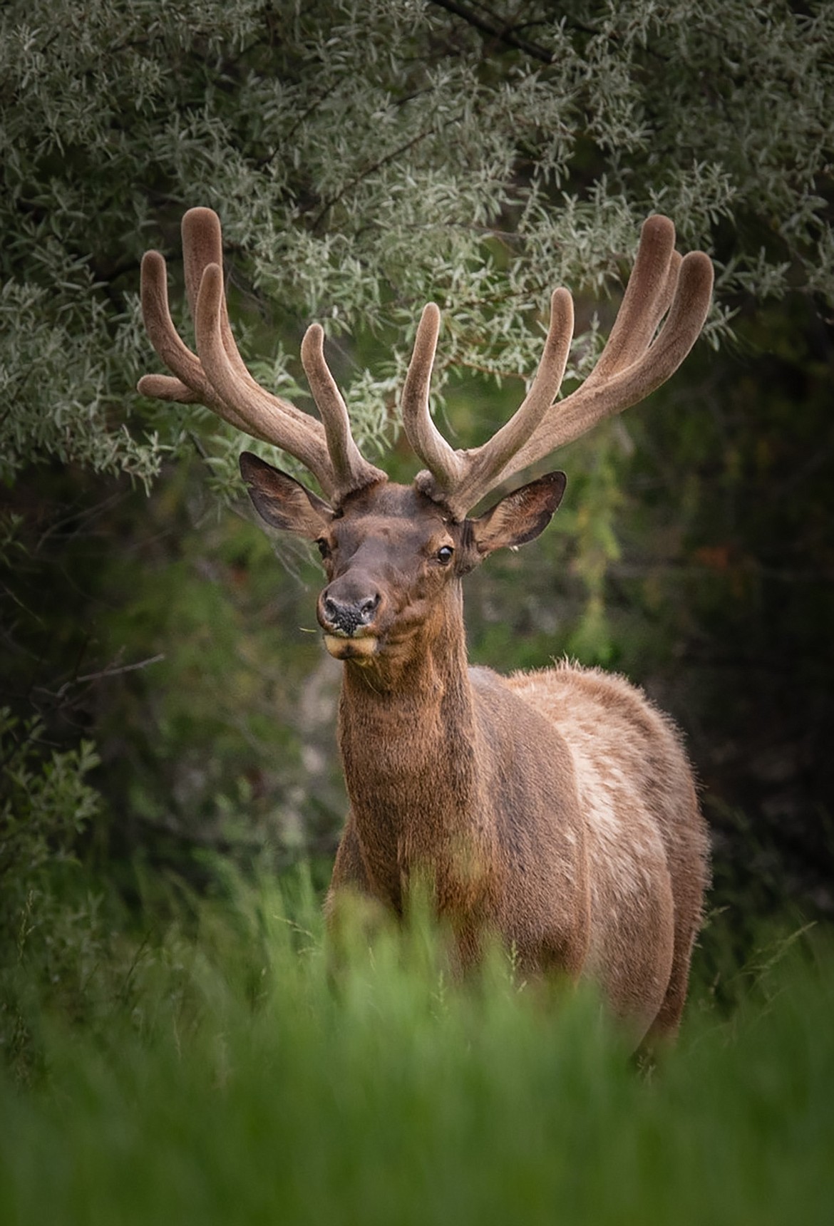 An elk in velvet. (Tracy Scott/Valley Press)