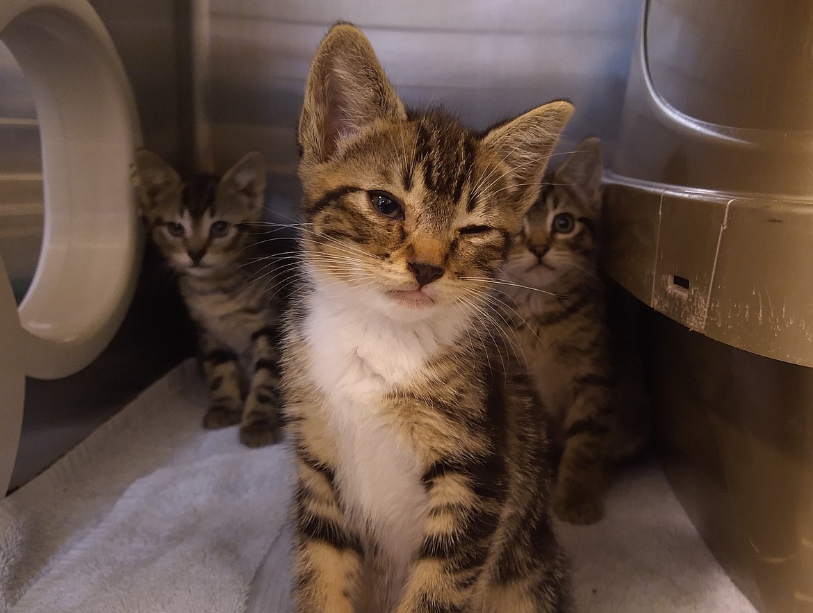 Four sick kittens were dumped at Companions Animal Center (formerly the Kootenai Humane Society) by someone driving a dark-colored, four-door pickup truck the night of Tuesday, Aug. 23. The kittens are all under medical care at the shelter.