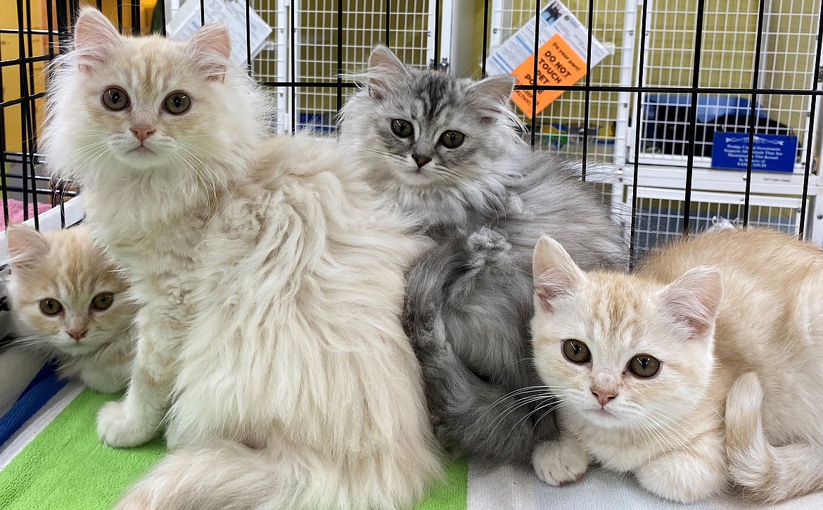 Five kittens were found in a crate on the side of Interstate 90 on Aug. 20 and brought to Companions Animal Center by two travelers coming to town from St. Maries.