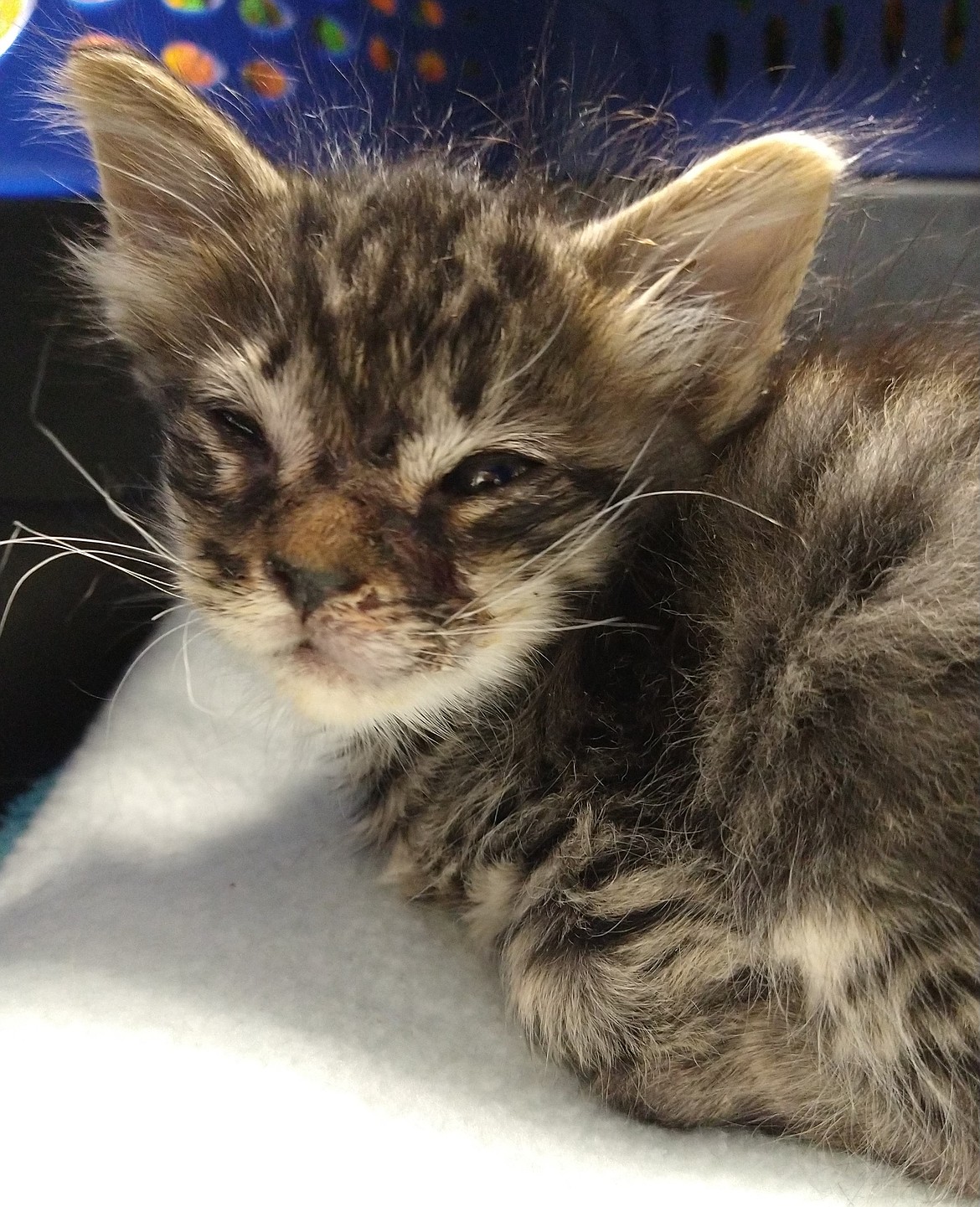 This 5-week-old male tabby kitten was brought to Companions Animal Center on Monday with infections and injuries to his face. Shelter staff say he was attacked by a small animal. He is expected to survive.