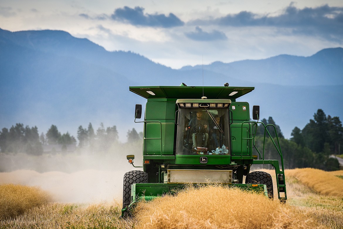 Ryan Krueger and his son Caleb harvest canola for Missing Horn Ranch along Montford Road on Wednesday, Aug. 24. (Casey Kreider/Daily Inter Lake)