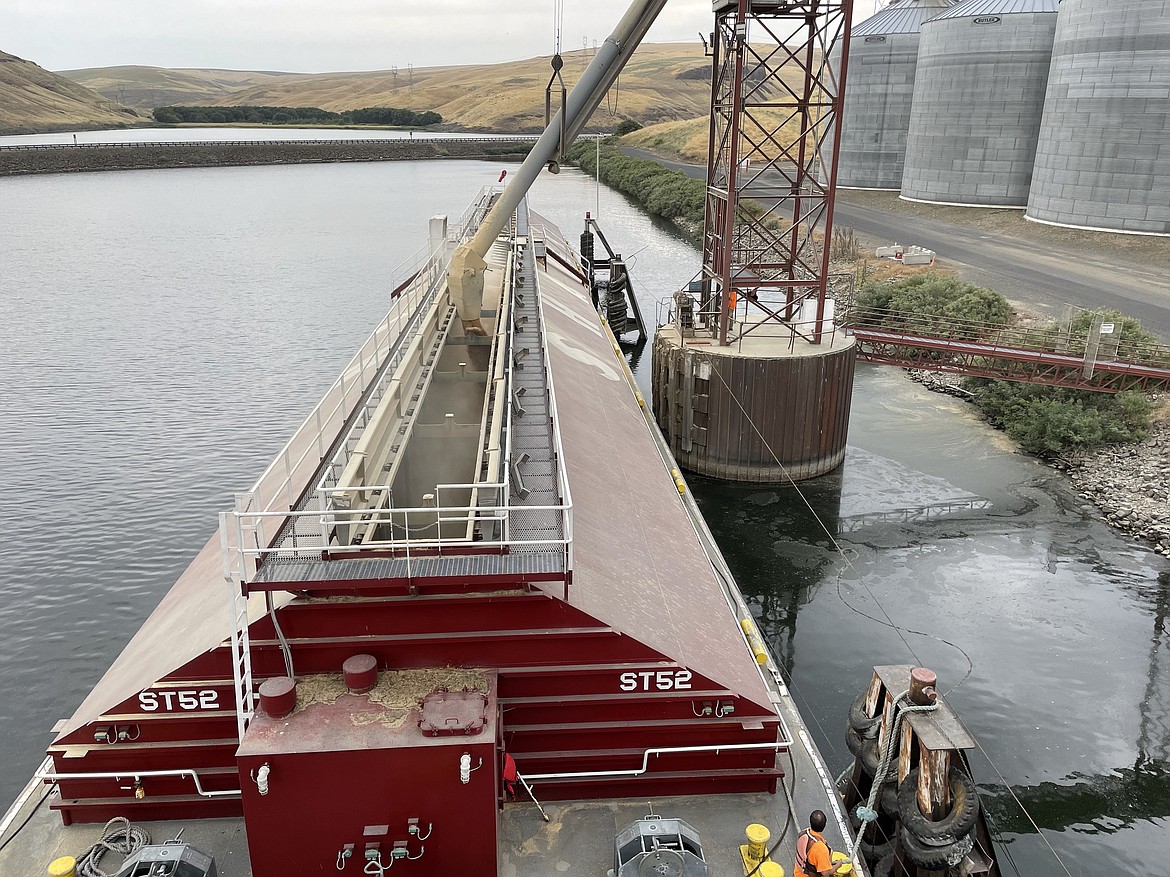A Shaver Transportation grain barge fills up at the Pomeroy Grain Growers terminal on the Snake River in Central Ferry. This particular barge can hold up to 4,200 tons of grain, and takes about eight hours to fill, according to Lincoln Captain Troy Moore.