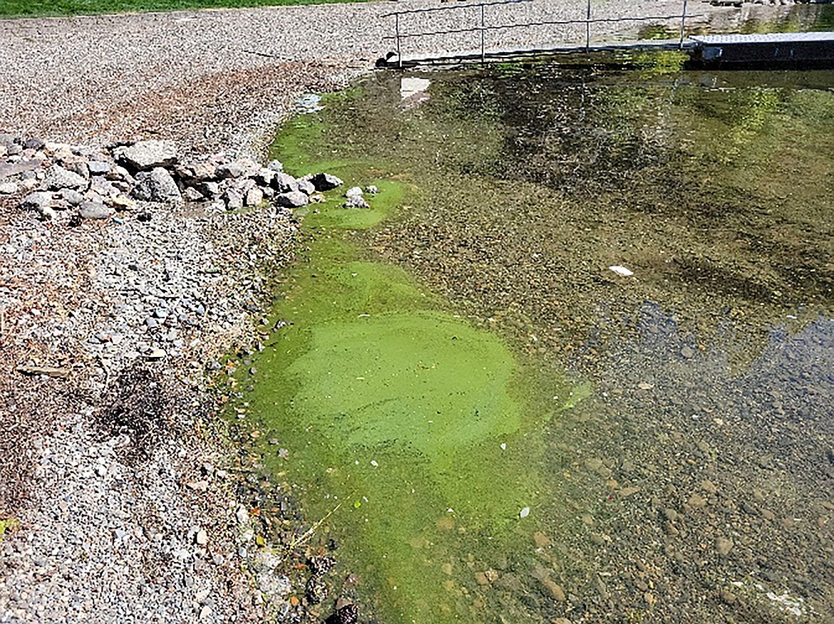 Spirit Lake is pictured with visual indication of harmful algae blooms, which has been confirmed by recent water sampling.