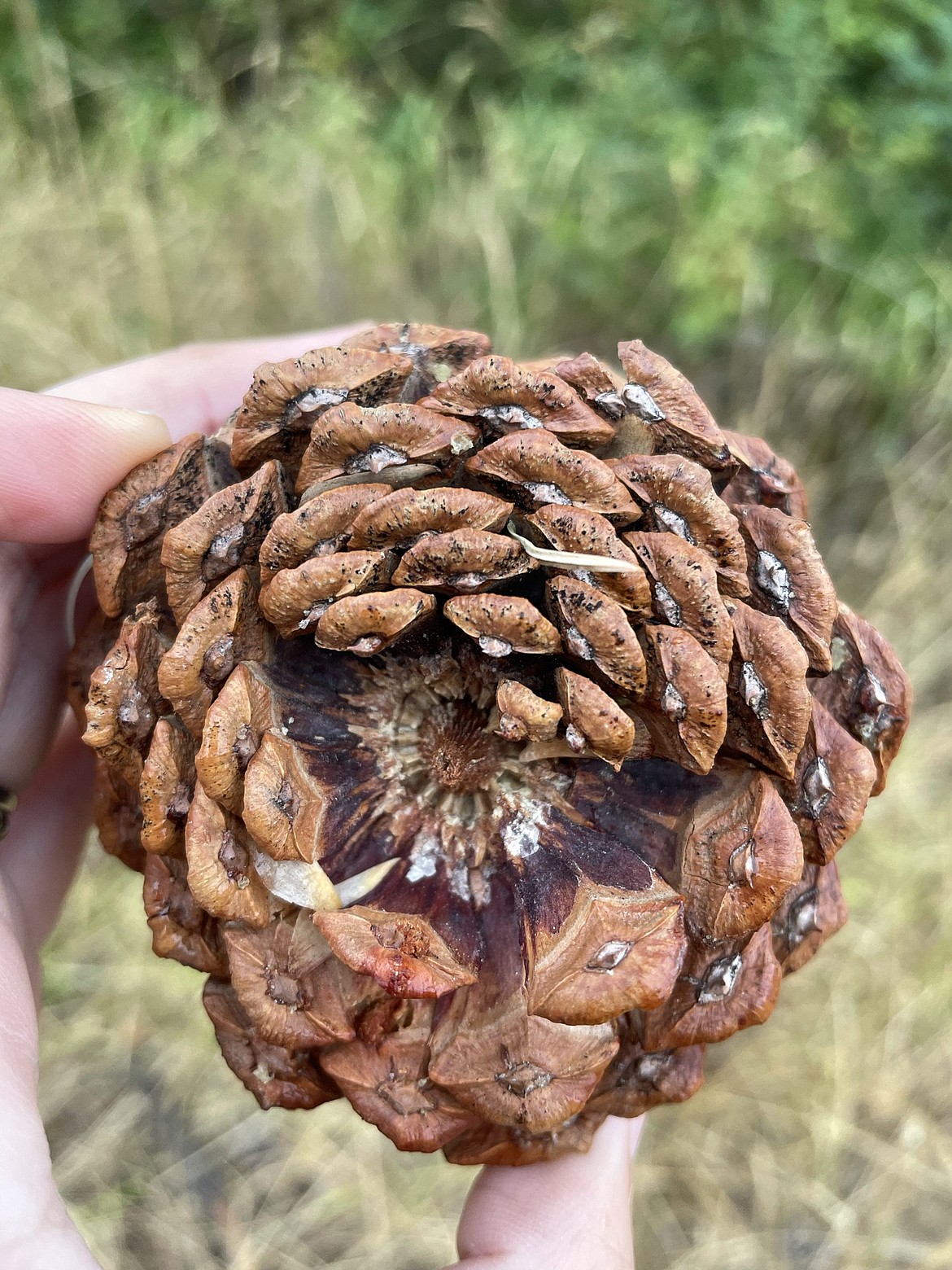 A hailstorm that caused widespread damage across the Flathead in July is to blame for an infection in some pine trees, according to the Montana Department of Natural Resources and Conservation. Red foliage growing from ponderosa pines, as well as red “sores or cankers” on pinecones, consistent with the fungus diplodia, have been reported. (Photo courtesy of DNRC)