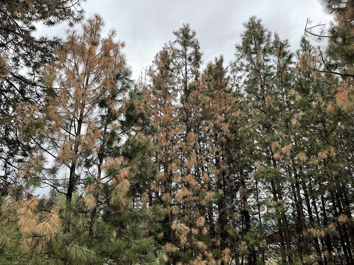 A hailstorm that caused widespread damage across the Flathead in July is to blame for an infection in some pine trees, according to the Montana Department of Natural Resources and Conservation. (Photo courtesy of DNRC)