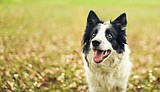 Preventing monkeypox transmission between people and pets