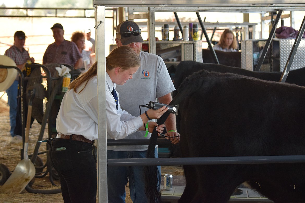 Hannah Towne, 14, gets advice from her father, Gordon, on the proper grooming of her steer Chuck as she gets ready to show on the first day of the Wheat Land Communities’ Fair in Ritzville on Thursday.