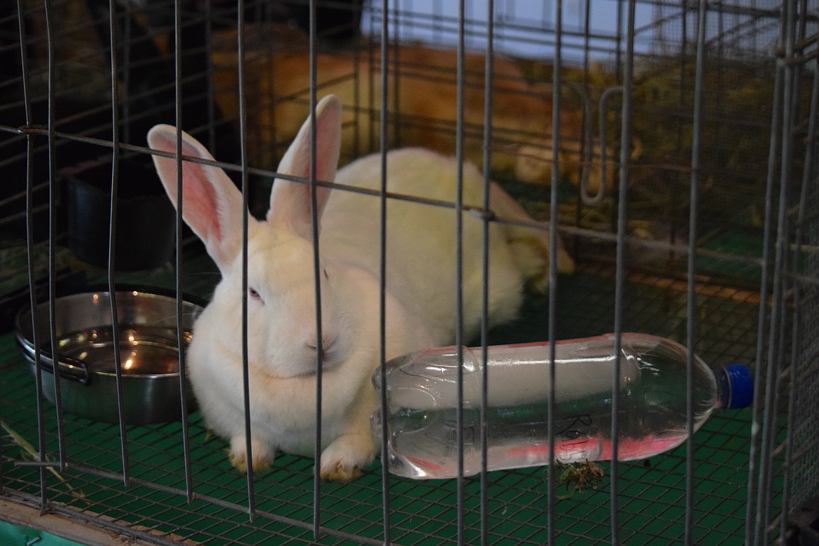 A rabbit tries to keep cool with a frozen bottle of water on the first day of the Wheat Land Communities’ Fair in Ritzville on Thursday.