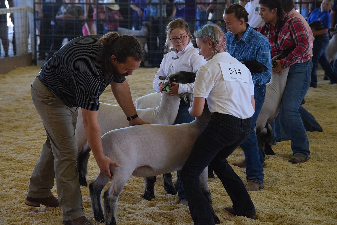 A judge examines a ewe during a showing at the Grant County Fair in Moses Lake. Students from throughout the county competed in the event.