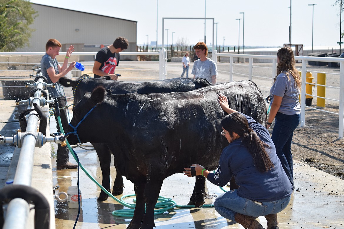 Agriculture students wash a cow in preparation for show.